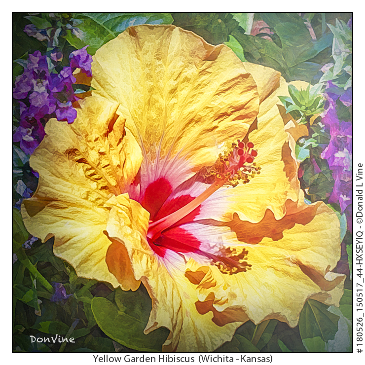 hibiscus blossom tea is popular in many countries around the